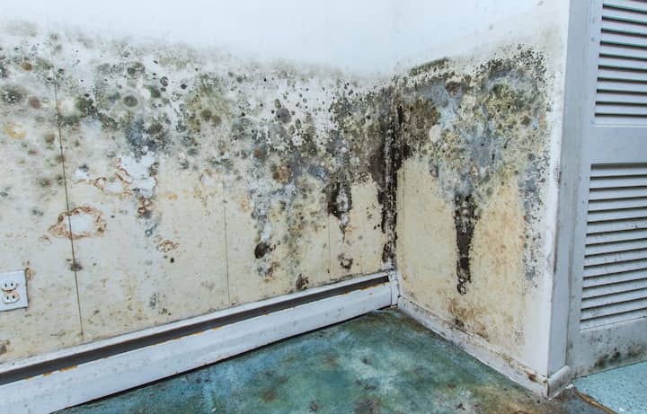 residential mold removal experts in Missoula